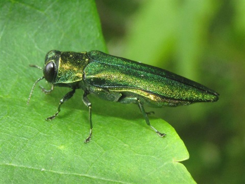 eab.jpg