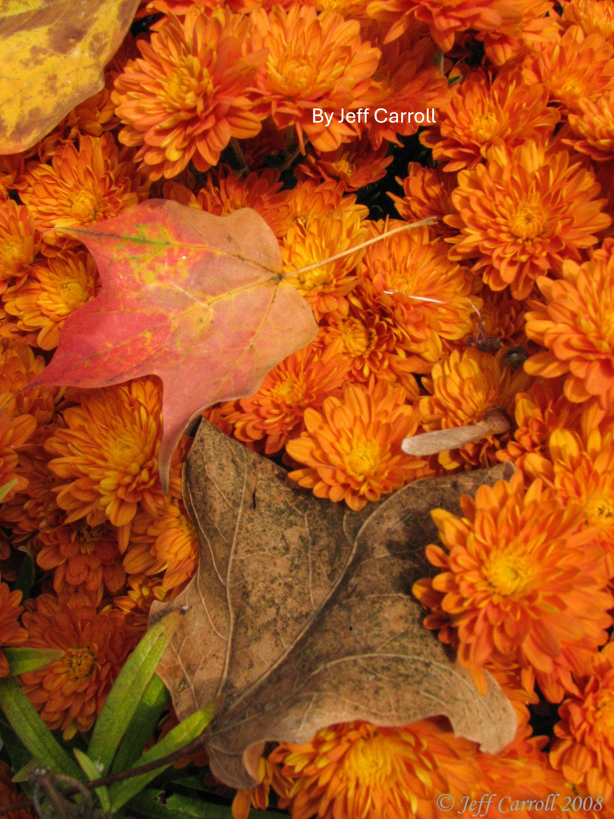 Autumn Collage 5.JPG