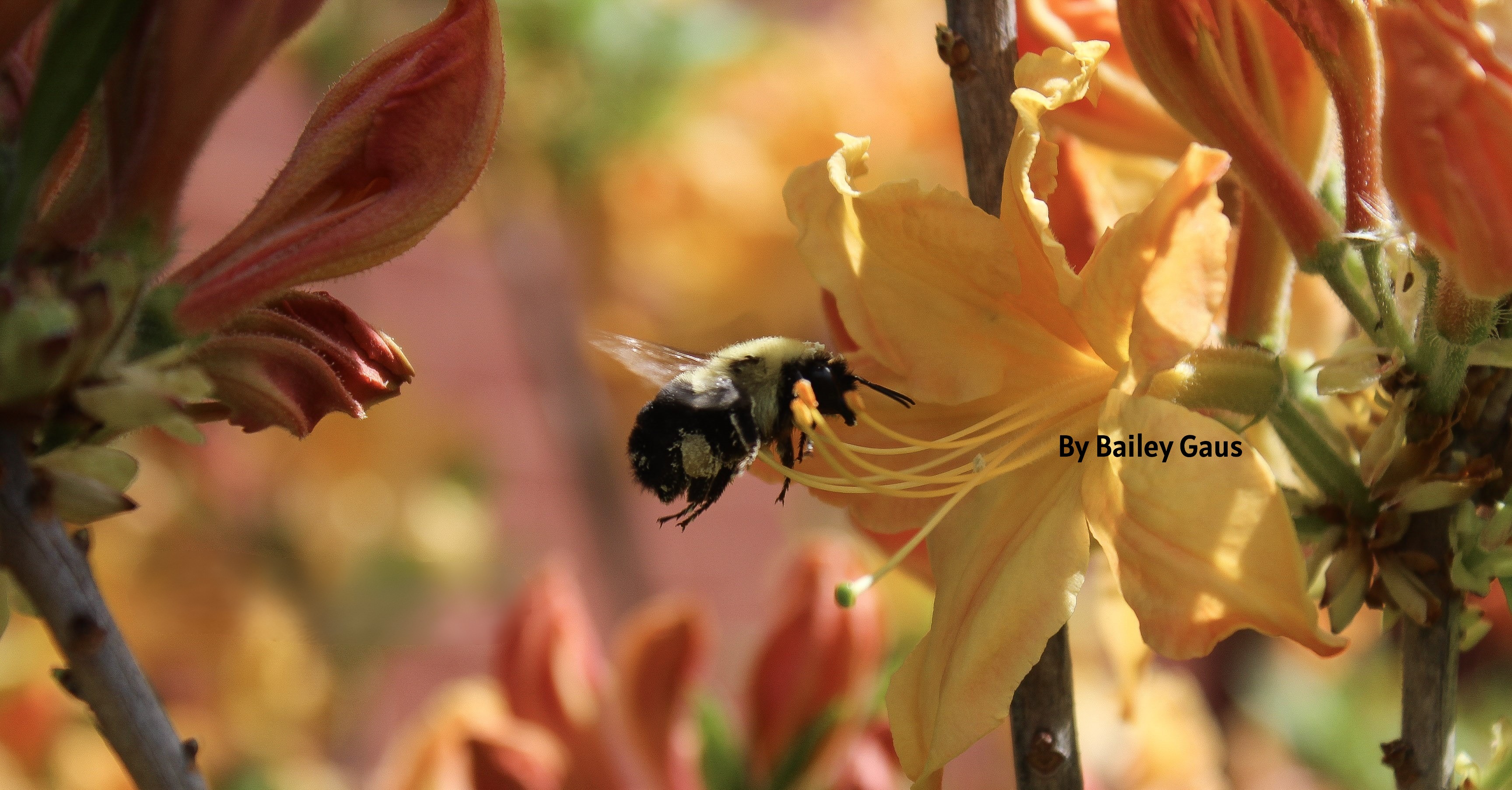Bee 2.JPG