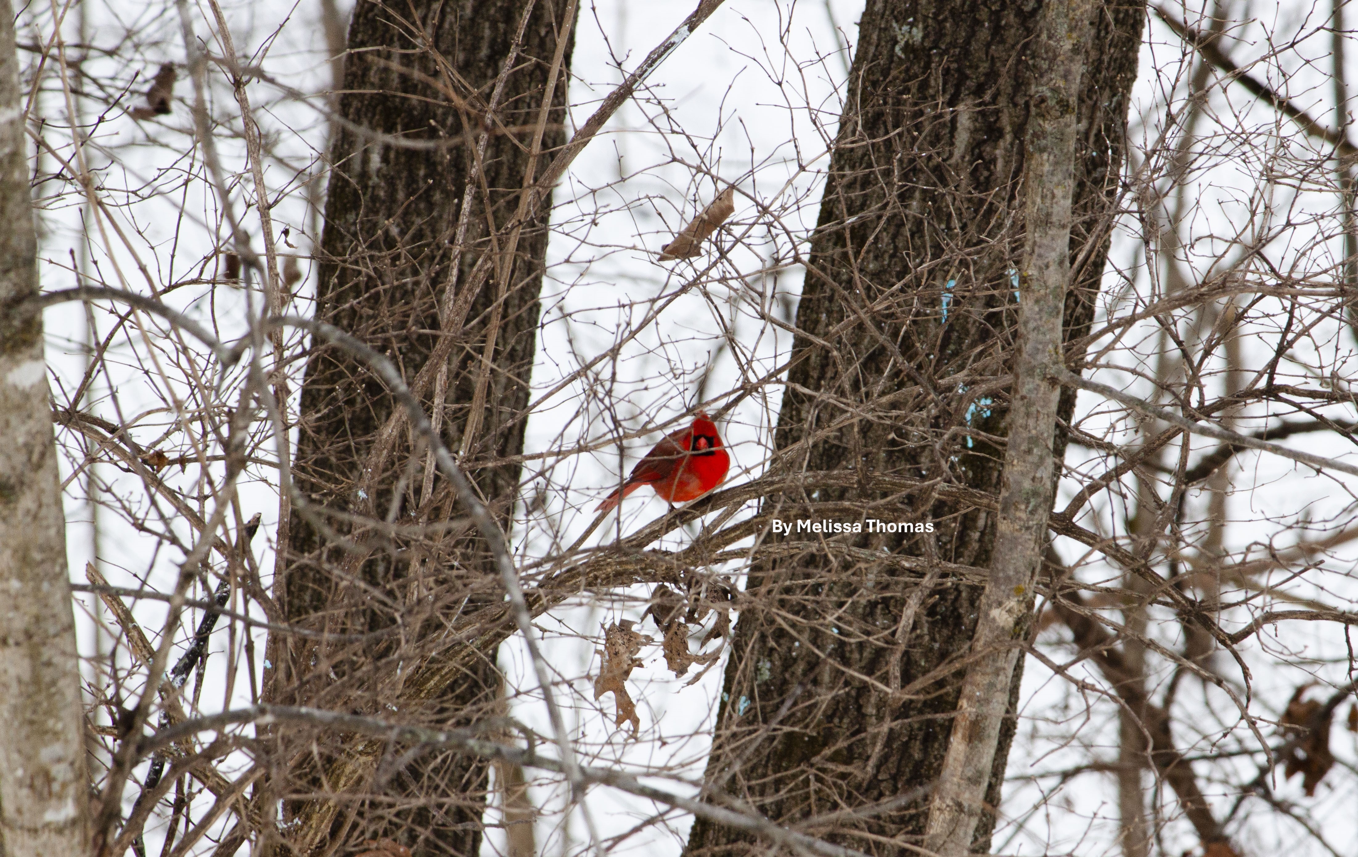 IMG_8476 cardinal 2.JPG